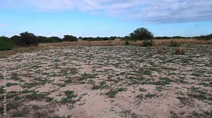 The Southern Carmine Bee-eater colony during the summer month of October along the Zambezi river near Kalizo. This is a breeding site