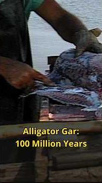 Alligator Gar: 100 Million Years of Perfect Predator