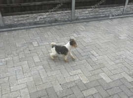 Fox terrier pup - £350