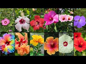 HIBISCUS PLANTS VARIETIES - Plants Weekly