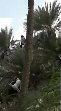 Goats Climbing Down a Tree