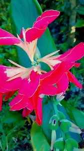 A flower, also known as a bloom or blossom, is the reproductive structure found in flowering plants Flowers consist of a combination of vegetative organs (Google) #flower #flowerstagram #flowerfarm #farming #farmer #garden #gardening @followers @highlight | Edel Sicad Villafuerte