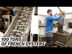How a French Oyster Company Harvests 100 Tons Per Year — Vendors