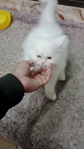😍 Cute Persian Kitten | Baby Teddy Cat 🐱 #persiancatgujranwala #cat #catbreeds #thepetbook