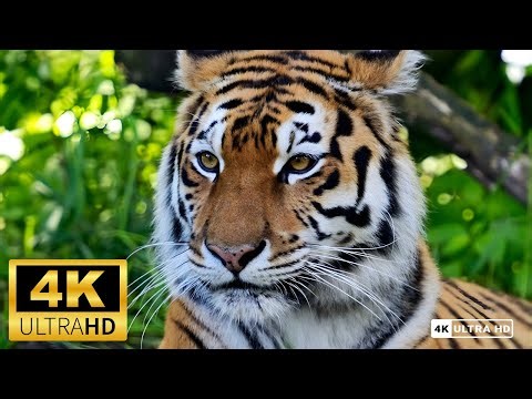 Relaxing Music for Sleep in 4K HDR 120fps Peaceful Nature 4K Video for Meditation, & Stress Relief 🎶