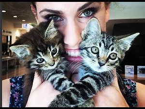 Car Crash Kittens!!!