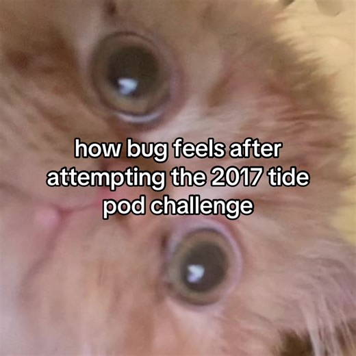 Understanding Bug's Reaction to 2017 Tide Pod Challenge