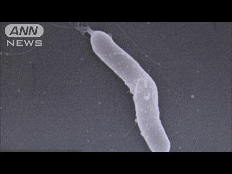 ピロリ菌除菌 胃がんリスク低下 あなたのお腹に・・・（13/08/13）