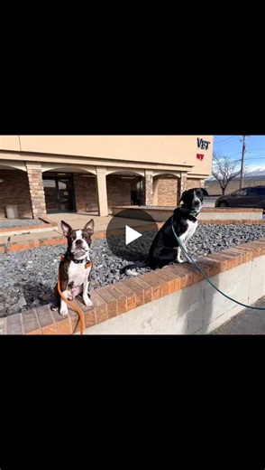 #professionaldogtraining #behaviormodification #boardandtrain #dogtrainingindustry #workingdogs #k9fluent #dogtrainerlife | K9 Fluent Professional Dog Training, LLC