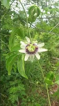 “Flor de maracuyá: arte natural que pocos observan de cerca 🌸👀