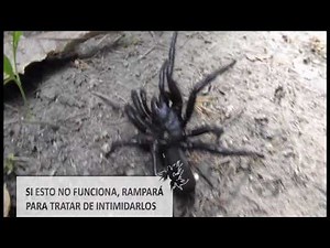 La araña toro || Macrothele calpeiana || Spanish funnel-web spider.