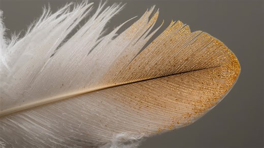 Moving camera closer revealing feather showing gold tip on gray backdrop to reveal shaft and barbs | Premium Stock Video Footage