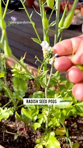 4K views · 30 reactions | Radish seed pods are edible! I harvested a few and added to my spiced vinegar #gardening #vegetablegarden #vegetablegardening #deogardener #fyp #reelsviral #radish | Deo N A Valenzuela | Facebook