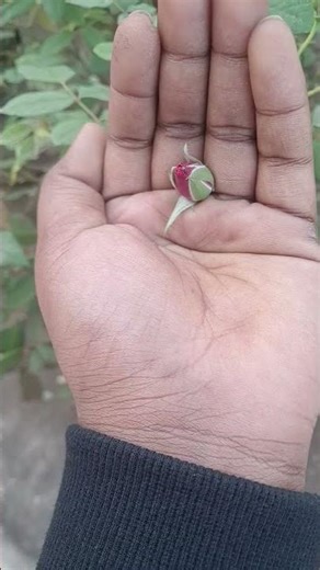 life cycle of rose 🌹