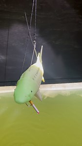 🐠These BM Decoy’s are AWESOME‼️🧊🦆 🔱Sturgeon Spearing Day 2 - 2026🔱 #lakewinnebago #sturgeondecoy #fishdecoy #outdoors #icefish #lakewinnebago | Coots Lures