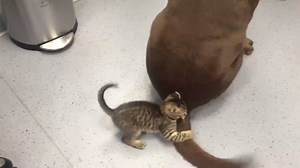 3.2M views · 35K shares | Instant regret... (via JukinVideo) | The Brightside | Facebook