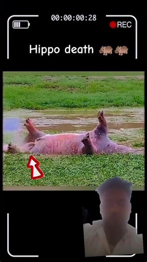 Explosive Encounter: Lions, Crocodile, and the Ticking Hippo Time 🦛 Bomb #shorts #animals #facts