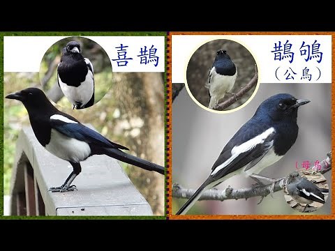 喜鵲和鵲鴝