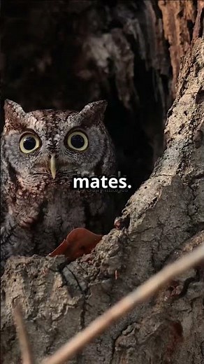 5 Owl Sounds at Night Discover Their Secrets! #owlsounds #owlsmating