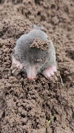 This might be the cutest mole you’ve ever seen