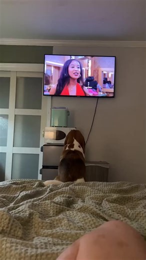 Big brothers biggest fan!!! #beaglesoft #puppy #doglover #animals #dogs #beagle #beaglelove #fyp #foryou | Bogeybeagle