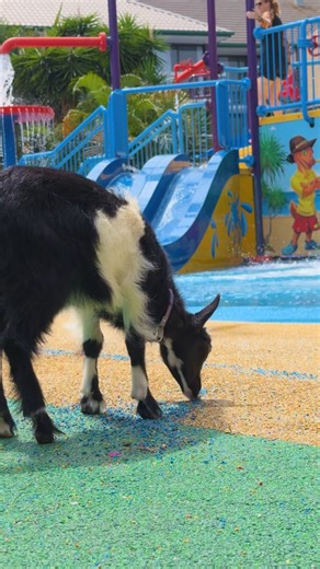 Jetstar Australia on Instagram: "I would also like to point out that when they were talking about the Kids Fly & Stay FREE^ Sale it was in a meeting that I wasn’t interested in at all and I can’t be expected to listen to everything you’re being very unreasonable Sale is on now – link in bio ☝️ @paradiseresortgc ^Ends 11.59pm AEDT 21/1/26, unless sold out. One child (0-11 years) per full paying adult can fly and stay for free (when using existing bedding). Includes return Starter airfares, 20kg c