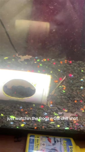 Exploring Aquatic Life: Frogs, Fish, and Sounds