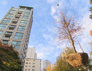 Part of the view in Vancouver's English Bay that had been missing for months, is now back. Watch to see how an oak tree is replaced atop a West End highrise. | CBC Vancouver