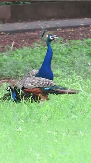 EPIC Peacock Fight COMPILATION | Two Peacocks TERRITORIAL Fight