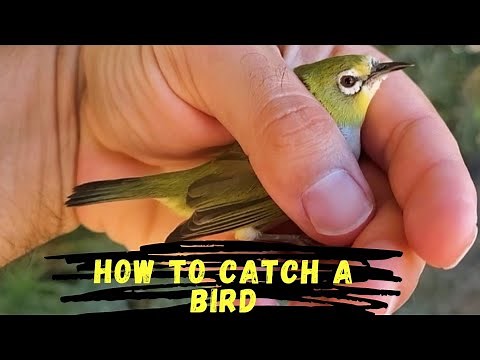 The Perfect Bird Trap #birdtrap #birds #aviary