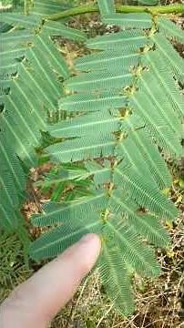 Mimosa pudica "Touch-me-not" Plant