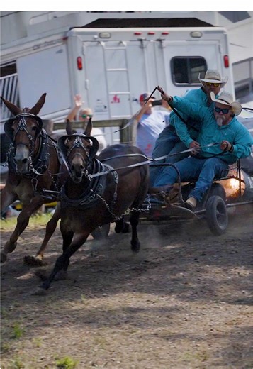 When those big mules turn and drop down the hill...there’s no turning back. Season 3 of The Great Wagon Race: Big Mules Up The Hill 🎬 Premieres March 14th at 6 PM CST on The Chuckwagon Channel. CWC app is available on Apple, Samsung and Roku products. #racing #mules #mule #cowboy #nccr