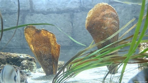 Croatia scientists race to save Mediterranean's largest clam