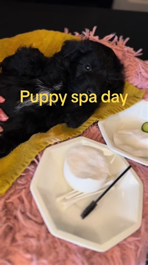 Puppy Spa Day: Meet Puck's Relaxing Experience