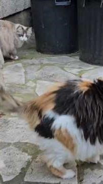 #cat#chat#chaton# story cat #Lili nova # animaux nature jardin # قط هر # Narbonne Sud soleil vacance