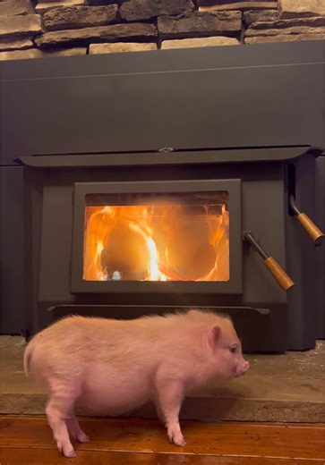 Say No to Bacon Comments: Pickle's Plea