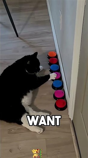This Cat Talks Through Buttons - Daily Shorts Of Animals ❤️- Day 290