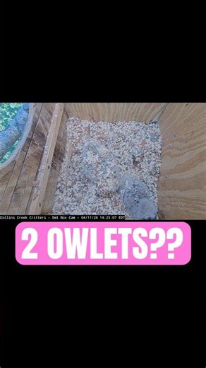 How Many Owlets Do You See…? 👀