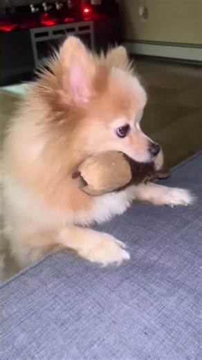 #Pomeranian #FetchTime #CuteDogs #DogLovers