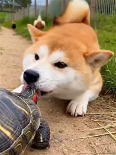 Dog’s Tongue vs Tortoise: A Surprising Animal Encounter