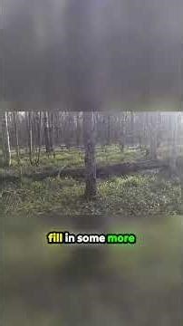 Russia's 'free' timber will drain your wallet #Russia #construction #hidden costs