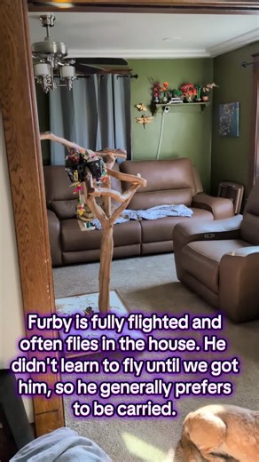 Meet Furby: The Flying Bird You Never Knew You Needed