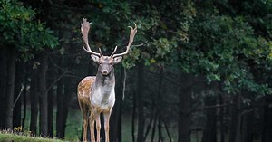 Maladie des cerfs zombies : qu'est-ce que cette étrange pathologie qui s'attaque au système nerveux des cervidés ?