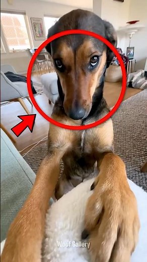 3 Dog Breeds Perfect for Families 🥰