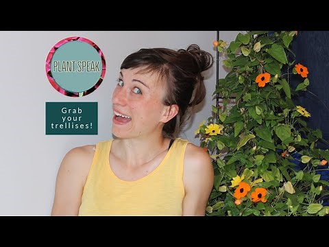 Thunbergia Alata- how to grow/tips and tricks/climbing vine plant