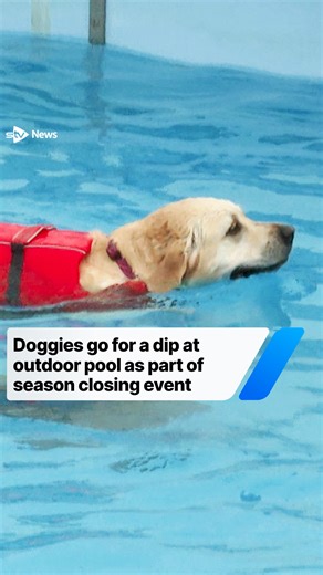 The Gourock outdoor swimming pool has been transformed into a dog-friendly space as part of the traditional season-closing event. The pool opened up to the four-legged friends after the last session for humans on Tuesday. Around 200 dogs dived in at the deep end with their owners, with 40 pooches taking part in each session of the Doggy Dip. #news #shorts #dogs #swimming #animals | STV News