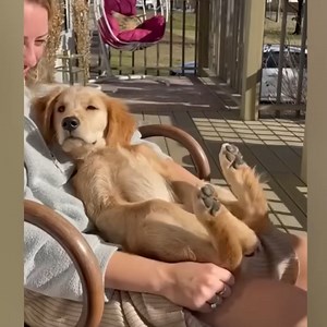 1.3M views · 50K reactions | These Golden Retriever PUPPIES will make you LAUGH | Whispers in the Dark | Facebook