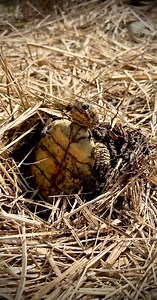 208K views · 10K reactions | Turtle Pops Up Out of the Ground?! 勞#boxturtle #gardenstatetortoise #terrapene #animalfacts #animalrescue #otistheturtle #saverockalina #fyp #naturevibes | Garden State Tortoise | Facebook