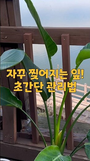여인초, 극락조 자꾸 찢어지면 이렇게 해주세요! #여인초 #극락조 #식물집사