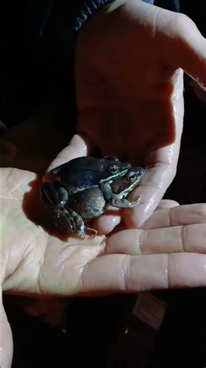 Wood Frogs breed in early spring.